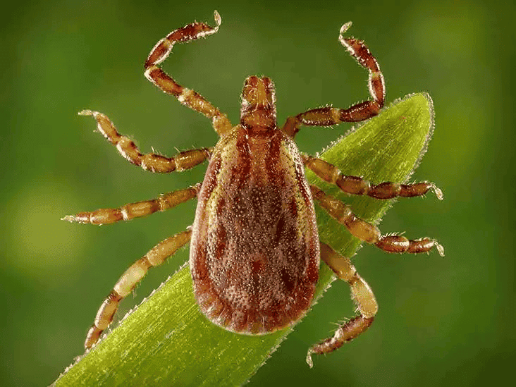 Close-up of a brown tick with eight legs on a green plant stem against a blurred green background.